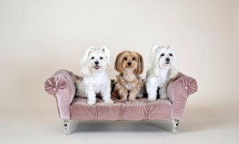 Pet Insurance για…διάσημα κατοικίδια: Όταν το «Brand» χρειάζεται προστασία