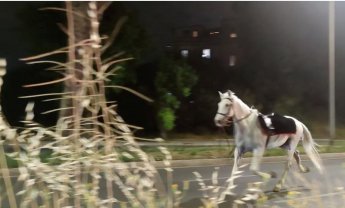 Για μια στιγμή, το άλογο ξαναβρήκε τη φύση του