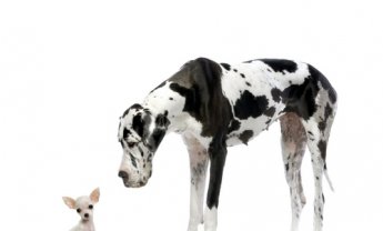 Το «πράον επιεικές», το «αύθαδες δίκαιον» και οι Νομικές Υπηρεσίες της Ένωσης... 