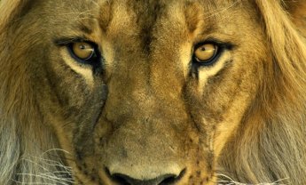 Κατέχουν τη μερίδα του λέοντος Αυστριακοί και Γερμανοί στην ασφ. αγορά της Ρουμανίας