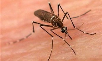 75χρονος από τα Κάτω Πατήσια, το θύμα του ιού του Δυτικού Νείλου