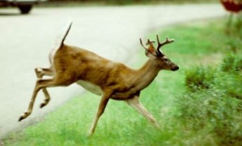Αποζημιώνουν οι ασφαλιστικές συγκρούσεις με ζώα στην Ελβετία;