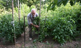 Αραρίσκοντας Ηλίας Προβόπουλος: Πειθαρχώντας τις ντοματιές στον κήπο