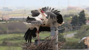 Η υπεράσπιση της φωλιάς για τους πελαργούς είναι κοινή υπόθεση