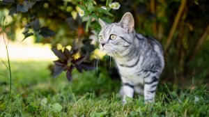 Pet Insurance για κατοικίδια που…«εξαφανίζονται»: Καλύπτοντας το ρίσκο εκτός ορίων