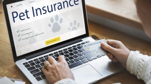 Οι κορυφαίες Pet Insurance του κόσμου: Πώς επαναπροσδιορίζουν την ασφάλιση το 2026;