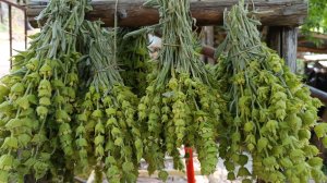 Ήρθε η ώρα να ανέβουμε στα Άγραφα να μαζέψουμε τσάι