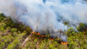WWF: Περισσότερα από 180.000 στρέμματα καμένων δασικών εκτάσεων στην Ελλάδα σε λίγες μόλις μέρες 