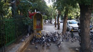 Το συσσίτιο των περιστεριών στο Μουσείο