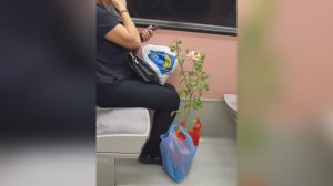 Μια τριανταφυλλιά περισσότερη στα Σεπόλια