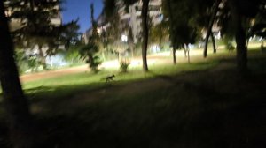 Κλείστε τα κοτέτσια, οι αλεπούδες κατέβηκαν ως τη Νέα Σμύρνη