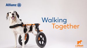 Allianz και Plus2Feet: Το “Walking Together” συνεχίζει να δίνει κίνηση σε ζώα που το έχουν ανάγκη