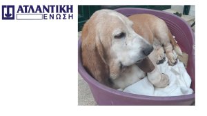 Ατλαντική Ένωση: Ασφάλιση αστικής ευθύνης ιδιοκτήτη κατοικίδιου ζώου
