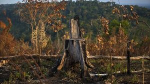 Βρετανία: Απαγόρευση πώλησης προϊόντων από αποψιλωμένα δάση