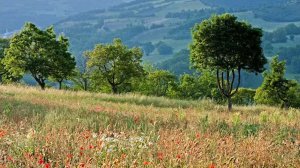 Δασικοί χάρτες και αγροτικός χώρος - Οι λύσεις για τεκμηρίωση στην αλλαγή χρήσης