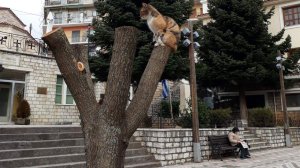 Αραρίσκοντας Ηλίας Προβόπουλος: Πώς κατάντησε ένα δέντρο στο Καρπενήσι!