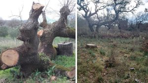 Αραρίσκοντας Ηλίας Προβόπουλος: Οι κακορίζικοι στην εξουσία