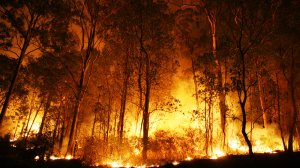 Τι αναφέρει η έκθεση της Κομισιόν σχετικά με τις δασικές πυρκαγιές;