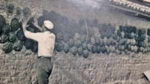 Αραρίσκοντας Ηλίας Προβόπουλος: Όταν οι αγελάδες παρήγαγαν ενέργεια…