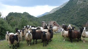 Αραρίσκοντας Ηλίας Προβόπουλος: Τα κοπάδια της Λαμπρής τον παλιό καιρό