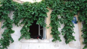Αραρίσκοντας Ηλίας Προβόπουλος: Ένας σκύλος με φουλάρι στο παράθυρο