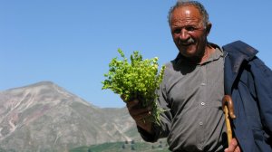 Αραρίσκοντας Ηλίας Προβόπουλος: Η λεηλασία του τσαγιού