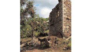 Αραρίσκοντας Ηλίας Προβόπουλος: Ένας γάιδαρος θύμα βαρβαρότητας...
