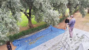 Αραρίσκοντας Ηλίας Προβόπουλος: Λιομάζεμα στο κέντρο της Αθήνας