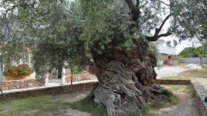 Η ελιά της Όρσας στη Σαλαμίνα που φύτεψε ο Πεισίστρατος και το χριστουγεννιάτικο δέντρο!