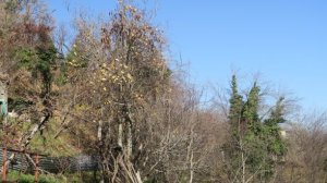 Παραλειπόμενα των εορτών στο χωριό