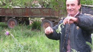 Το μεδούλι του γαϊδουράγκαθου, του Ηλία Προβόπουλου