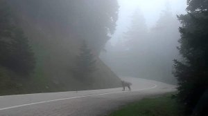 Ένα αντάμωμα με λύκο, του Ηλία Προβόπουλου