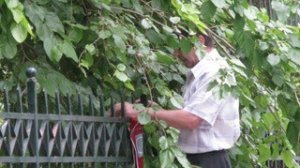 H κρυμμένη μουριά του άλσους