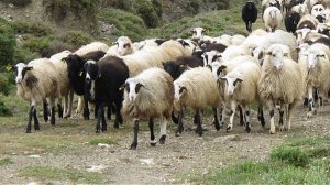 Τα πρόβατα και ο Παβλόφ