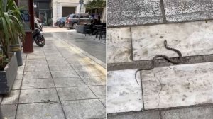 Ένα φίδι στην οδό Βαλαωρίτου