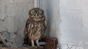 Ηλίας Προβόπουλος: Η όμορφη Αθηνούλα 