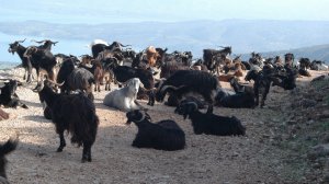 Ηλίας Προβόπουλος: Τα drones και τα κατσίκια 