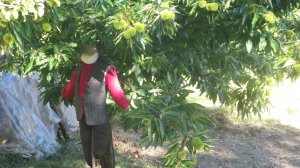 Ηλίας Προβόπουλος: Στον καιρό της ακαρπίας 