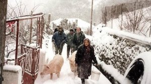 Ηλίας Προβόπουλος: Ποιος θυμάται το γουρούνι;
