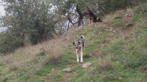 Οι σκύλοι και τα αφεντικά τους