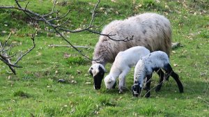 Ηλίας Προβόπουλος: Αγροτοποιμένες και κηφήνες