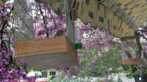 Ηλίας Προβόπουλος: Δυο κλουβιά μπροστά στην Άνοιξη