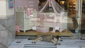 Ηλίας Προβόπουλος: Πού πήγαν οι αδέσποτοι της πόλης;