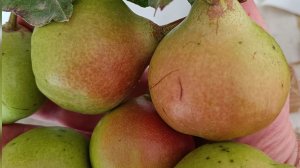 Ηλίας Προβόπουλος: Αχλάδια από ελεύθερα δέντρα!