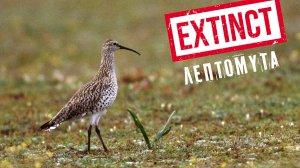 Ηλίας Προβόπουλος: Η Λεπτομύτα ανακηρύχθηκε ΕΞΑΦΑΝΙΣΜΕΝΗ!