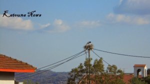 Ήρθαν οι πελαργοί στην Κατούνα Ξηρομέρου