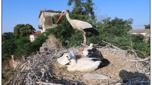 Εκδήλωση στη Λάρισα αφιερωμένη στους Λευκούς Πελαργούς