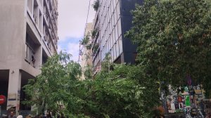 Όταν πέφτουν τα δέντρα στην πόλη