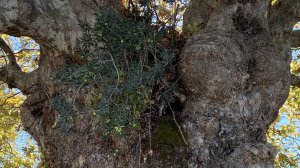 Μια ελιά που φύτρωσε στον κόρφο ενός πλατάνου