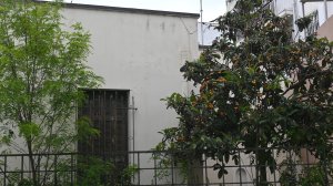 Οι μουσμουλιές που μαραζώνουν στα Σεπόλια